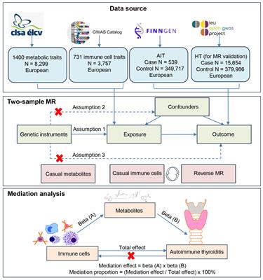 Genetically predicted metabolites mediate the causal associations between autoimmune thyroiditis and immune cells